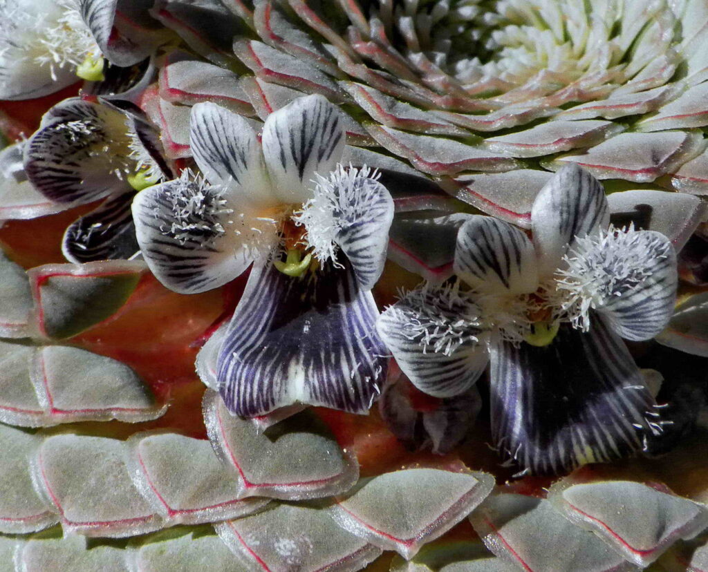 Viola regina. Créditos: ©Ana Flores-Watson