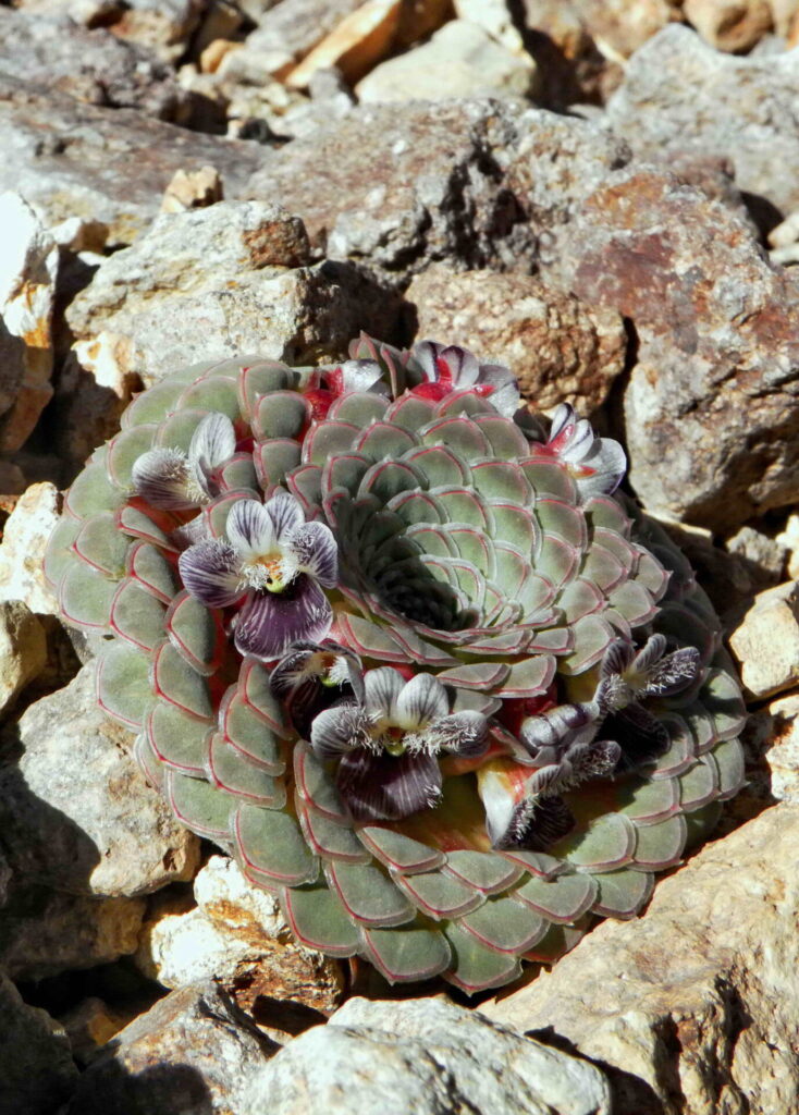 Viola regina. Créditos: ©Ana Flores-Watson