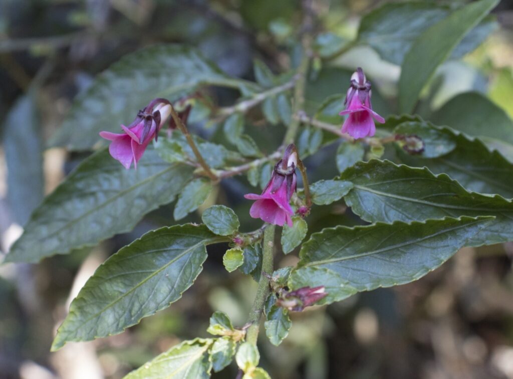 Viola rubella. Créditos: ©Pablo Silva @sur_endemico