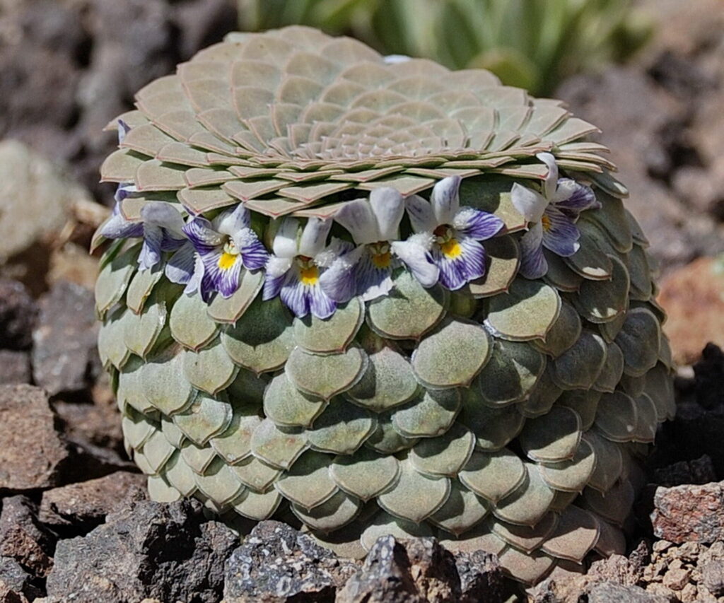 Viola skottsbergiana. Créditos: ©John Watson