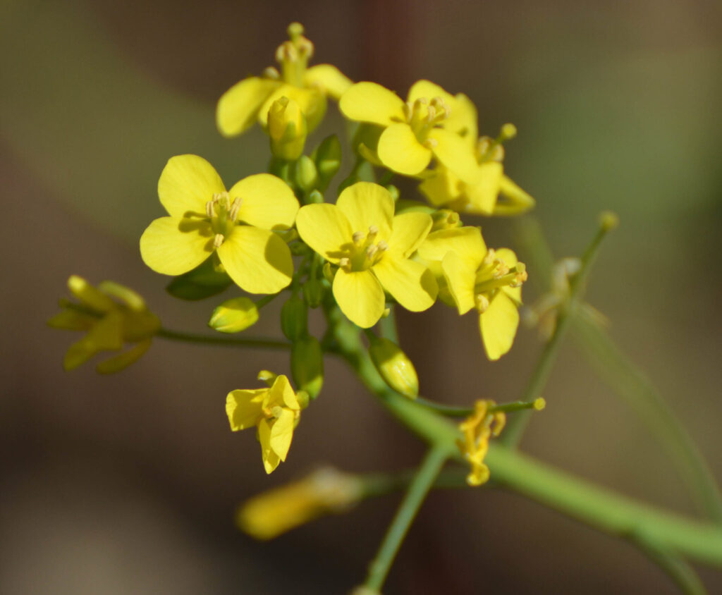 Yuyo (Brassica spp.). Créditos: ©Ryan Andrews