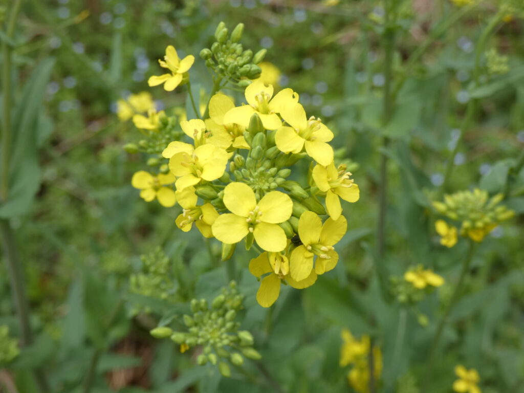 Yuyo (Brassica spp.). Créditos: ©Deidra Smith