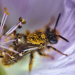 Abeja. Polilla. Créditos Nicolás Piwonka.