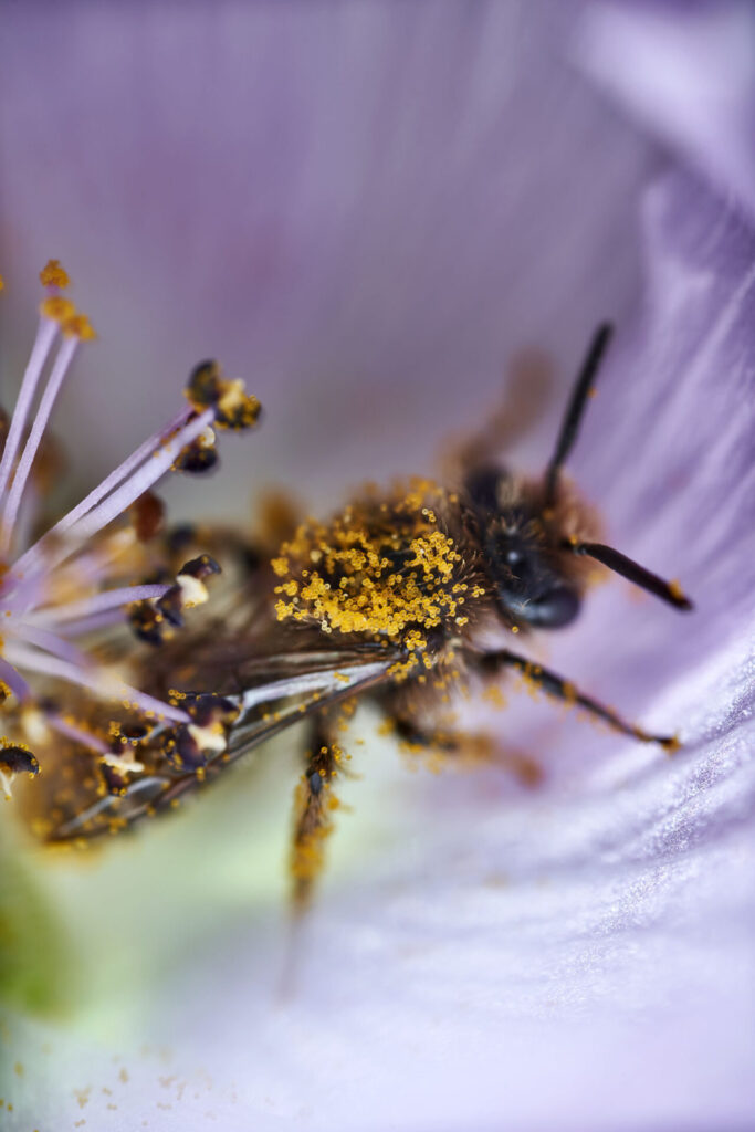 Abeja. Polilla. Créditos Nicolás Piwonka.