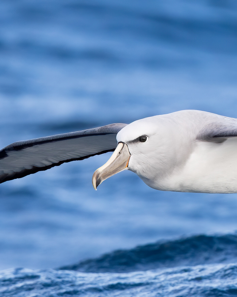 Albatros de Salvin (Thalassarche salvini). Créditos: ©Fernando Díaz
