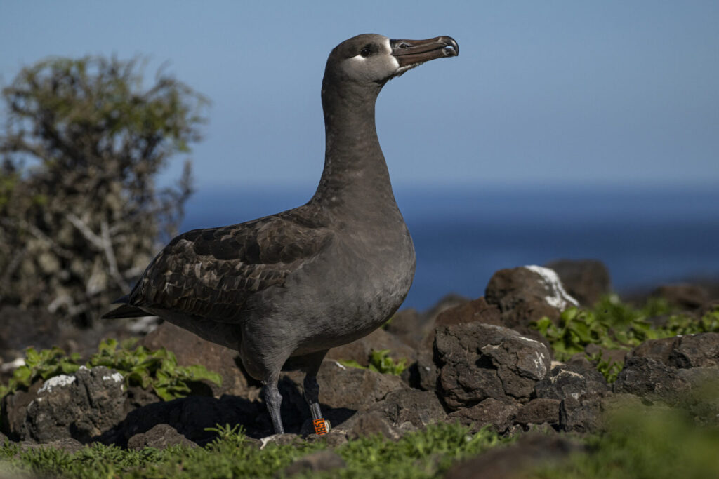 Albatros de patas negras (Phoebastria nigripes) en Isla Guadalupe. Créditos: ©GECI - J.A. Soriano