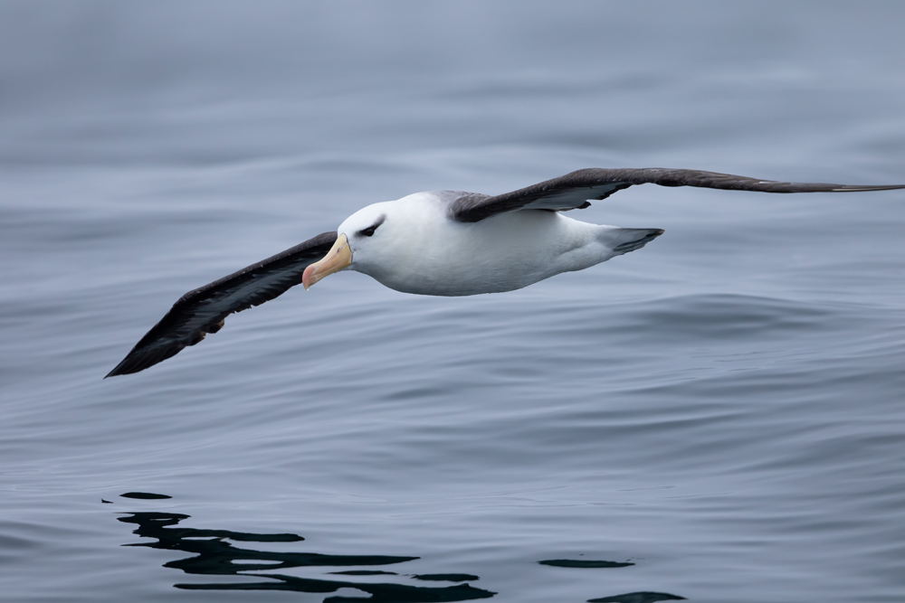 Albatros de ceja negra (Thalassarche melanophrys). Créditos: ©Fernando Díaz