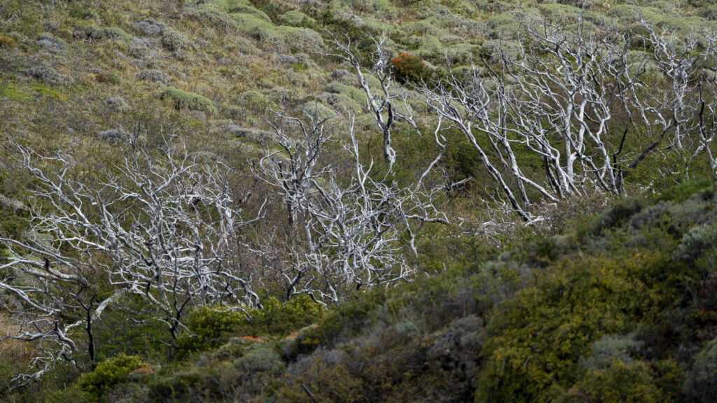 Arboles quemados. Créditos Clemente Gallardo