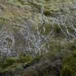Arboles quemados. Créditos Clemente Gallardo