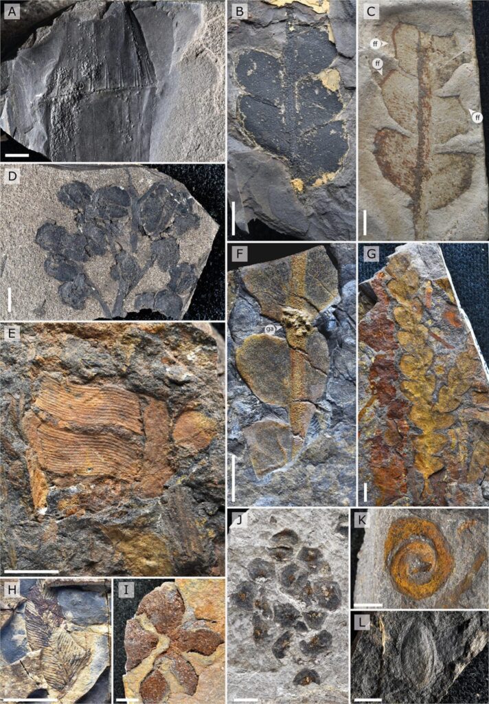 Registros del estudio. DOI: https://doi.org/10.1016/j.palaeo.2025.113328