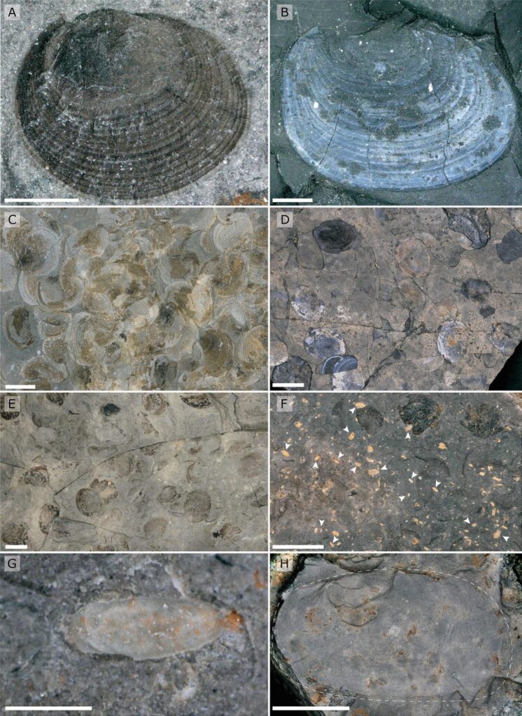 Registros del estudio. DOI: https://doi.org/10.1016/j.palaeo.2025.113328