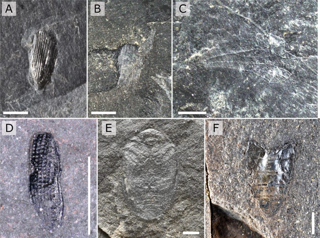 Registros del estudio. DOI: https://doi.org/10.1016/j.palaeo.2025.113328