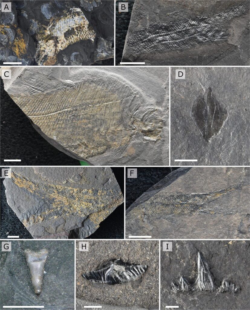 Registros del estudio. DOI: https://doi.org/10.1016/j.palaeo.2025.113328