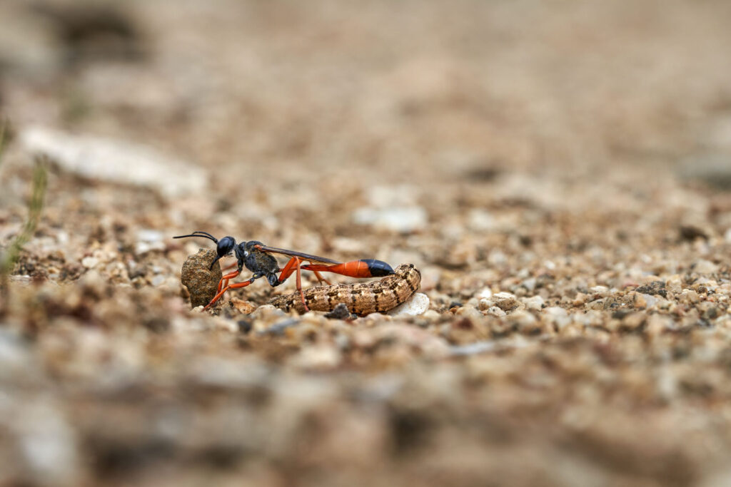 Avispa oruga. Polilla. Créditos Nicolás Piwonka. *Todas las fotografías de esta nota son de uso exclusivo de Ladera Sur para promocionar la exposición. No se pueden usar ni difundir sin autorización de Nicolás Piwonka.