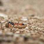 Avispa oruga. Polilla. Créditos Nicolás Piwonka. *Todas las fotografías de esta nota son de uso exclusivo de Ladera Sur para promocionar la exposición. No se pueden usar ni difundir sin autorización de Nicolás Piwonka.