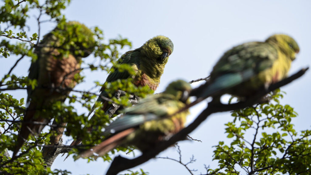 Cachaña. Créditos Clemente Gallardo