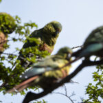 Cachaña. Créditos Clemente Gallardo