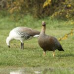 Caiquén. Créditos Álvaro Bustos