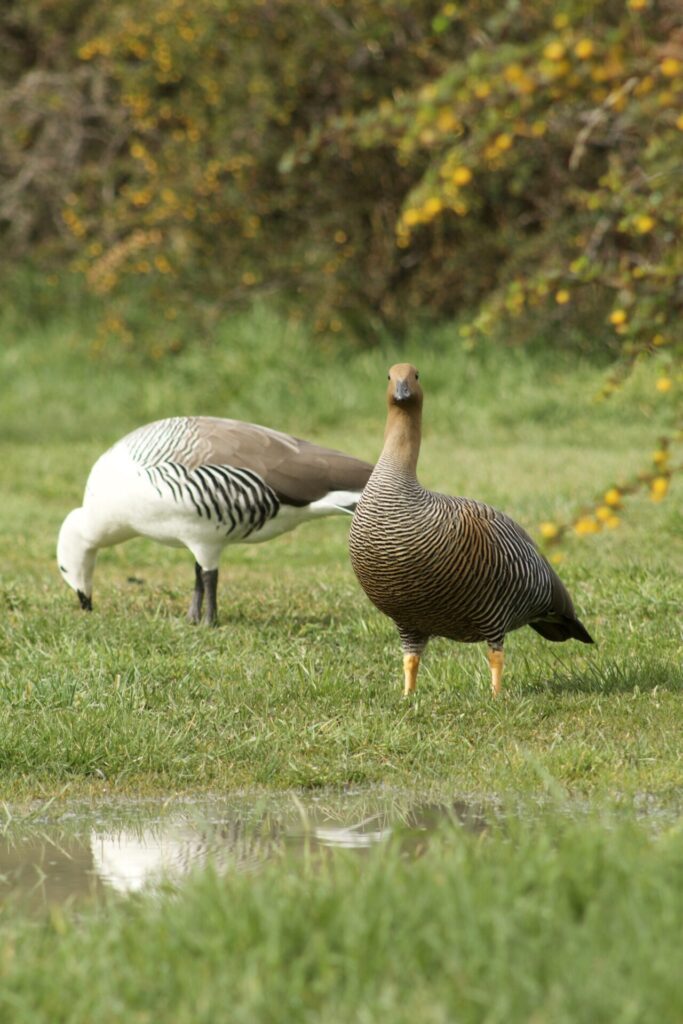 Caiquén. Créditos Álvaro Bustos