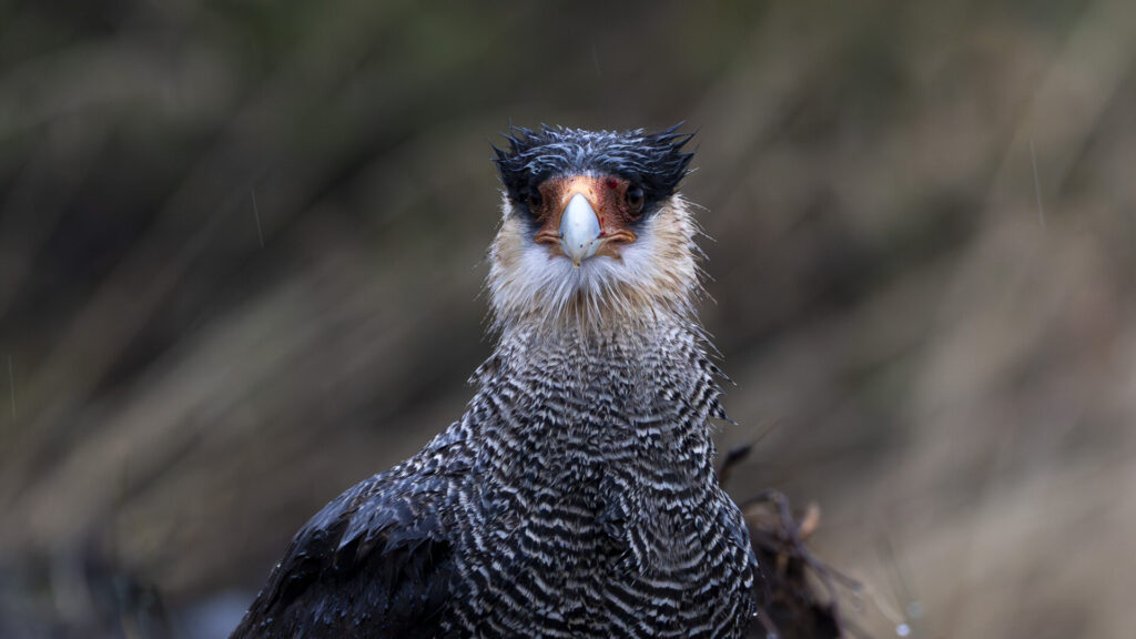 Caracal. Créditos Clemente Gallardo