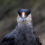 Caracal. Créditos Clemente Gallardo