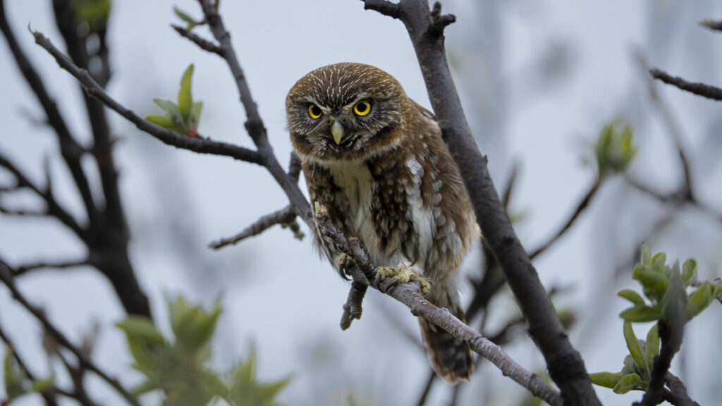 Chuncho. Créditos Clemente Gallardo