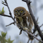 Chuncho. Créditos Clemente Gallardo