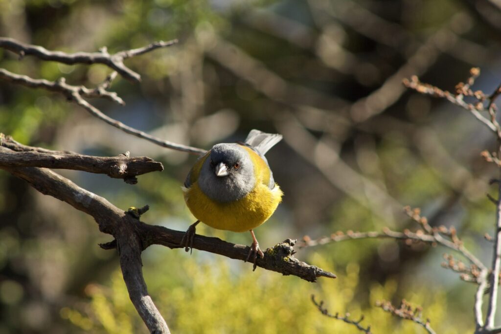 Cometocino. Créditos Álvaro Bustos