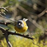 Cometocino. Créditos Álvaro Bustos