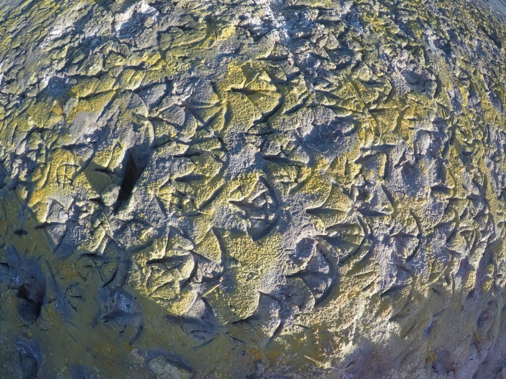 Salar de Surire. Créditos: Zoo Nacional.