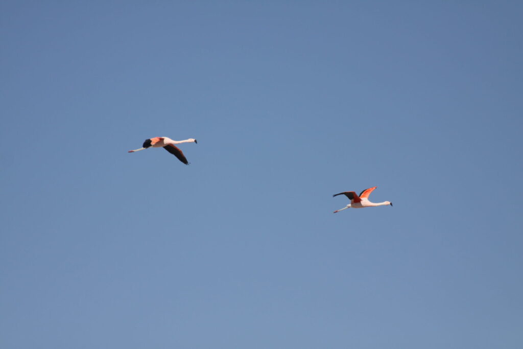 Flamencos en Surire. Créditos: Salar de Surire. Créditos: Zoo Nacional.