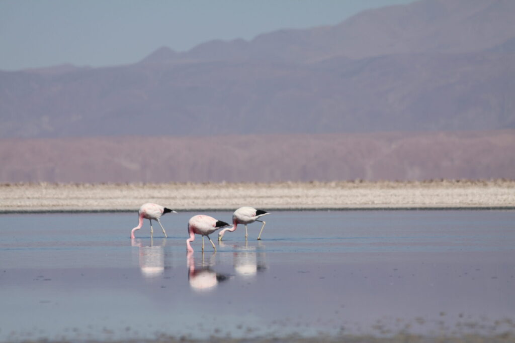 Flamencos en Surire. Créditos: Salar de Surire. Créditos: Zoo Nacional.
