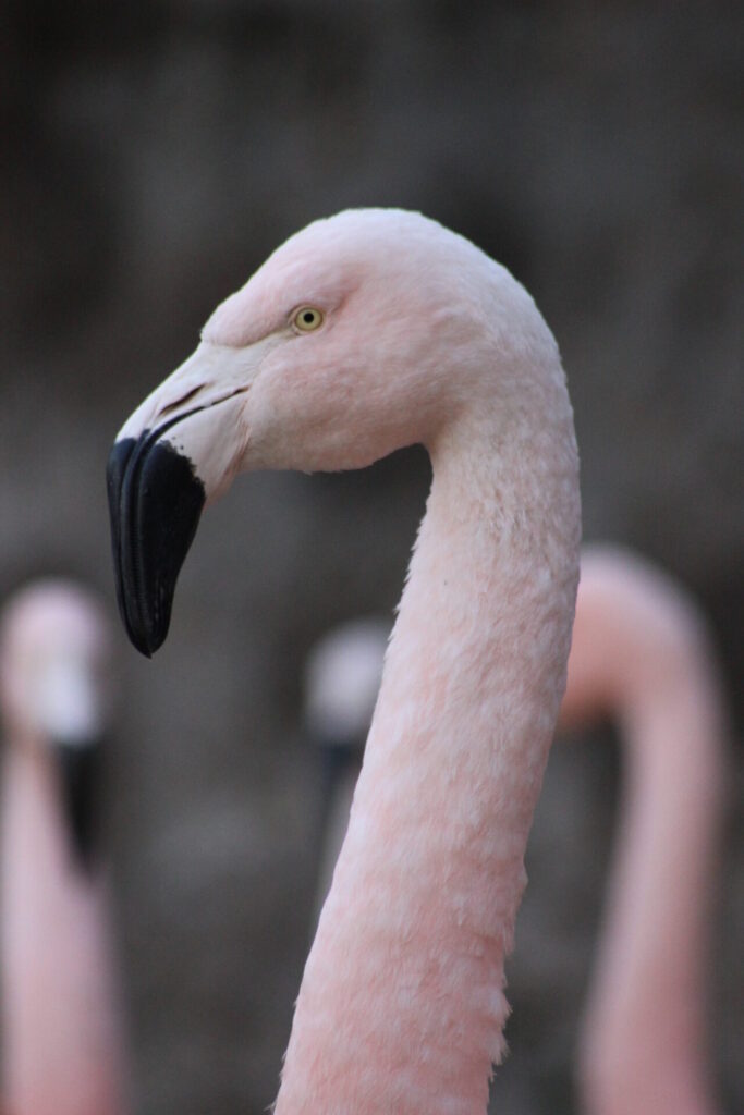 Flamencos en Surire. Créditos: Salar de Surire. Créditos: Zoo Nacional.