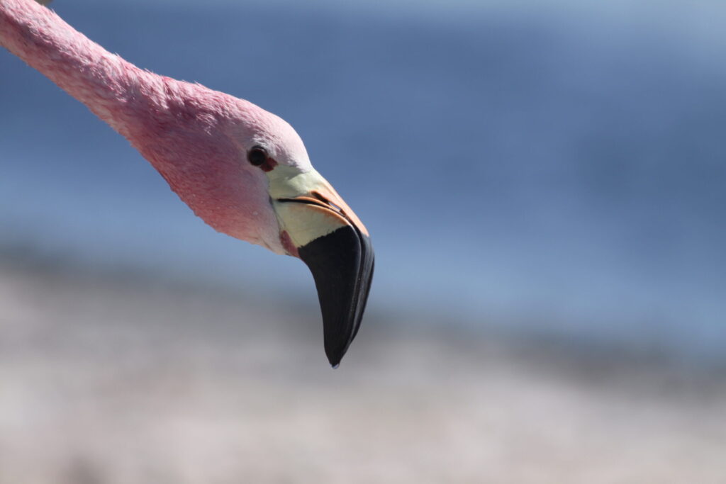Flamenco en Surire. Créditos: Salar de Surire. Créditos: Zoo Nacional.