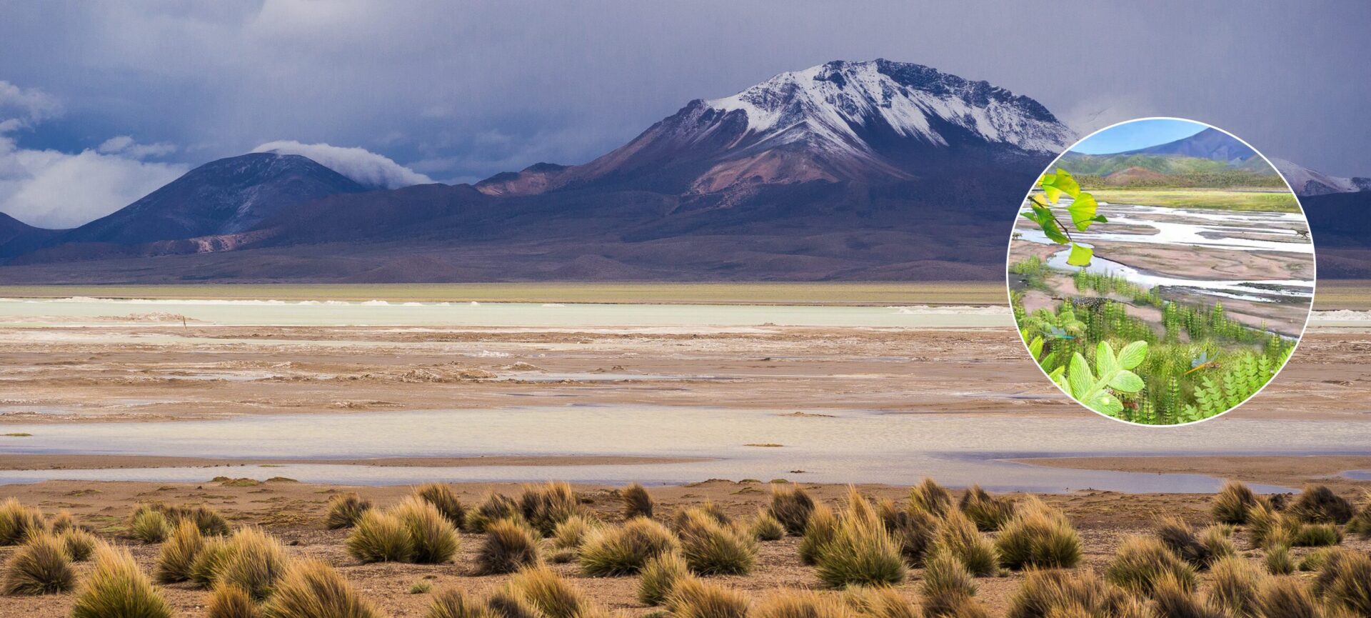 El pasado del desierto de Atacama: Investigación revela que fue un ecosistema verde hace 230 millones de años