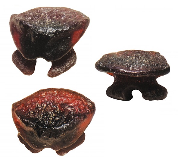 Dientes fósiles de Dasyatis manuelcamposi encontrados en la localidad de Econssa, Caldera, región de Atacama. 