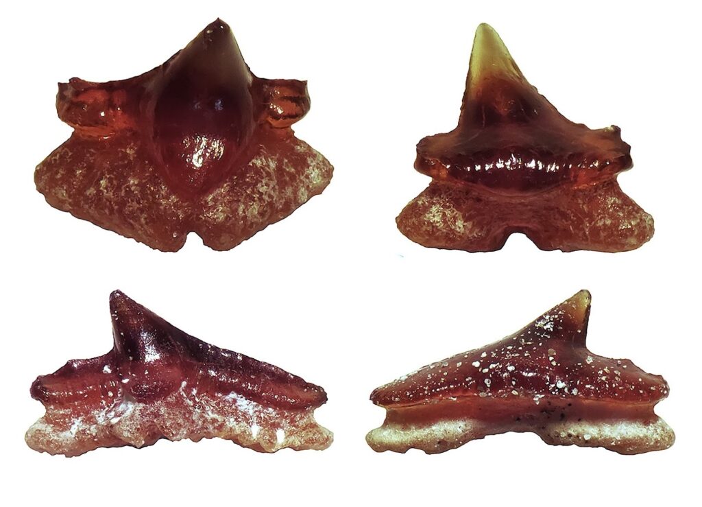 Dientes fósiles de Pochitaserra patriciacanalae encontrados en la localidad de Econssa, Caldera, región de Atacama. 