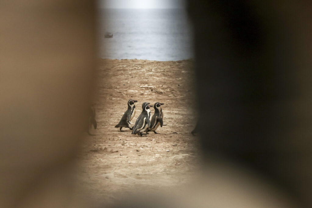 Un grupo de Pingünos Humboldt cruzan de su colonia
Un grupo de Pingüinos Humboldt cruzan de su colonia al mar. Vistos desde el muro de sacos que separa la actividad de extracción de guano y la colonia.