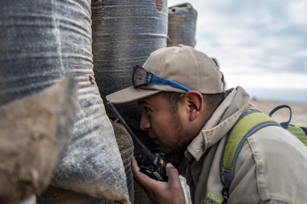 Brayhan Cáceres, ingeniero ambiental, monitorea el tránsito de pingüinos. Al
ver que se aproximan los pingüinos, informa al equipo que éstos están cruzando de sus nidos hacia el mar, indicando que toda actividad humana en el camino debe detenerse.