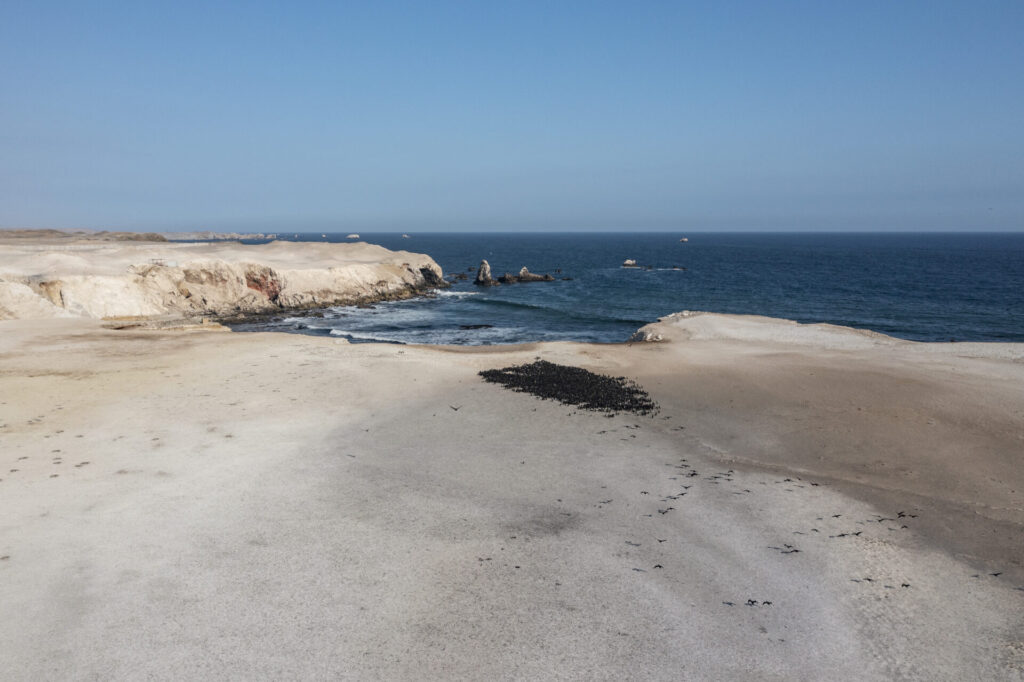 En abril 2023, la colonia de guanay reducida