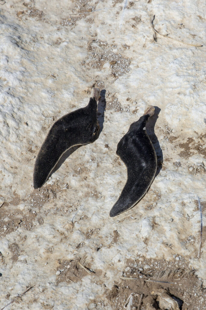 Restos de un pingüino, imagen tomada en el 2023, tras la devastadora crisis de gripe aviar y El Niño en Punta San Juan.