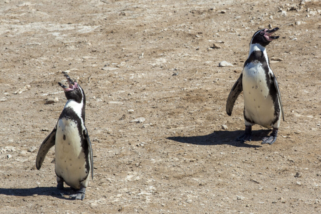 Dos pingüinos de Humboldt juveniles. Esta especie de pingüino es nativa de las costas de Perú y Chile y actualmente se encuentra categorizada como vulnerable en la lista roja de especies amenazadas por la Unión Internacional por la Naturaleza (UICN).