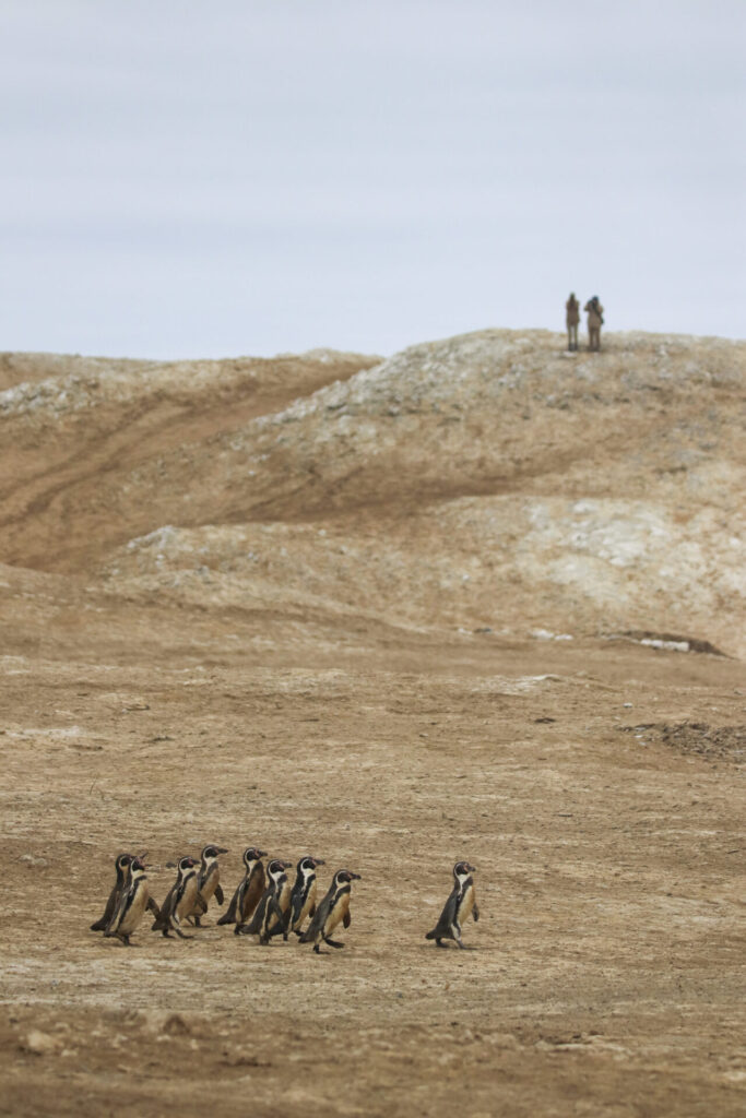 Dos voluntarias observan cruce de pinguinos