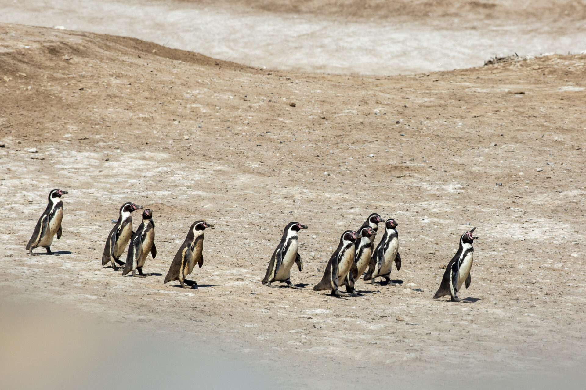 Patrulla Pingüino: La iniciativa para salvar a los pingüinos de Humboldt en la Reserva Punta San Juan