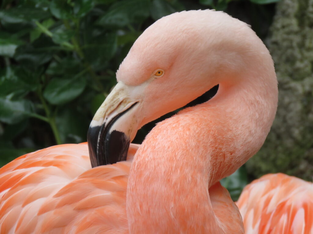 Flamenco en recinto del Zoo Nacional. Créditos: Jǒzepa Benčina.