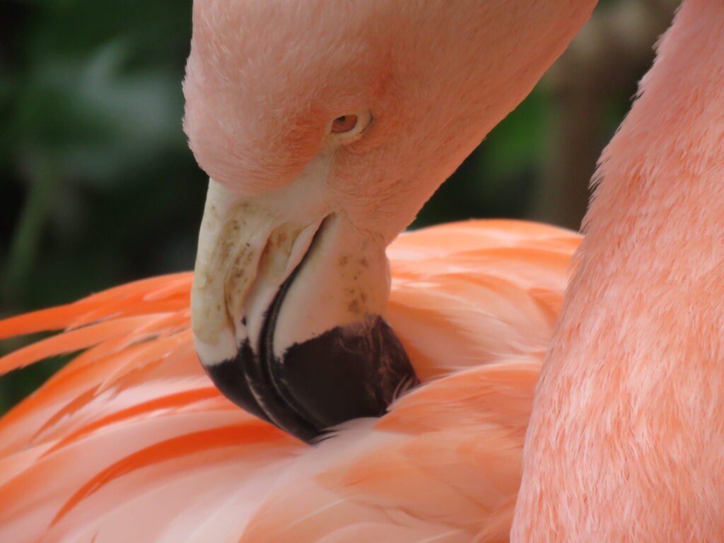 Flamenco en recinto del Zoo Nacional. Créditos: Jǒzepa Benčina.