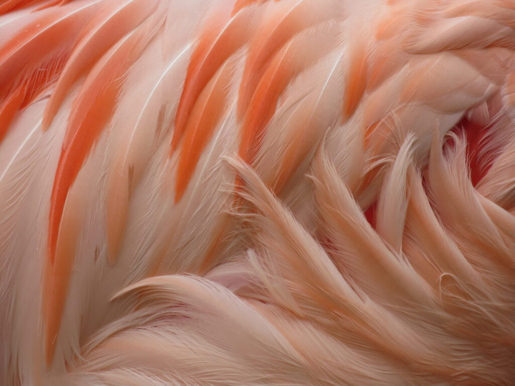 Flamenco en recinto del Zoo Nacional. Créditos: Jǒzepa Benčina.