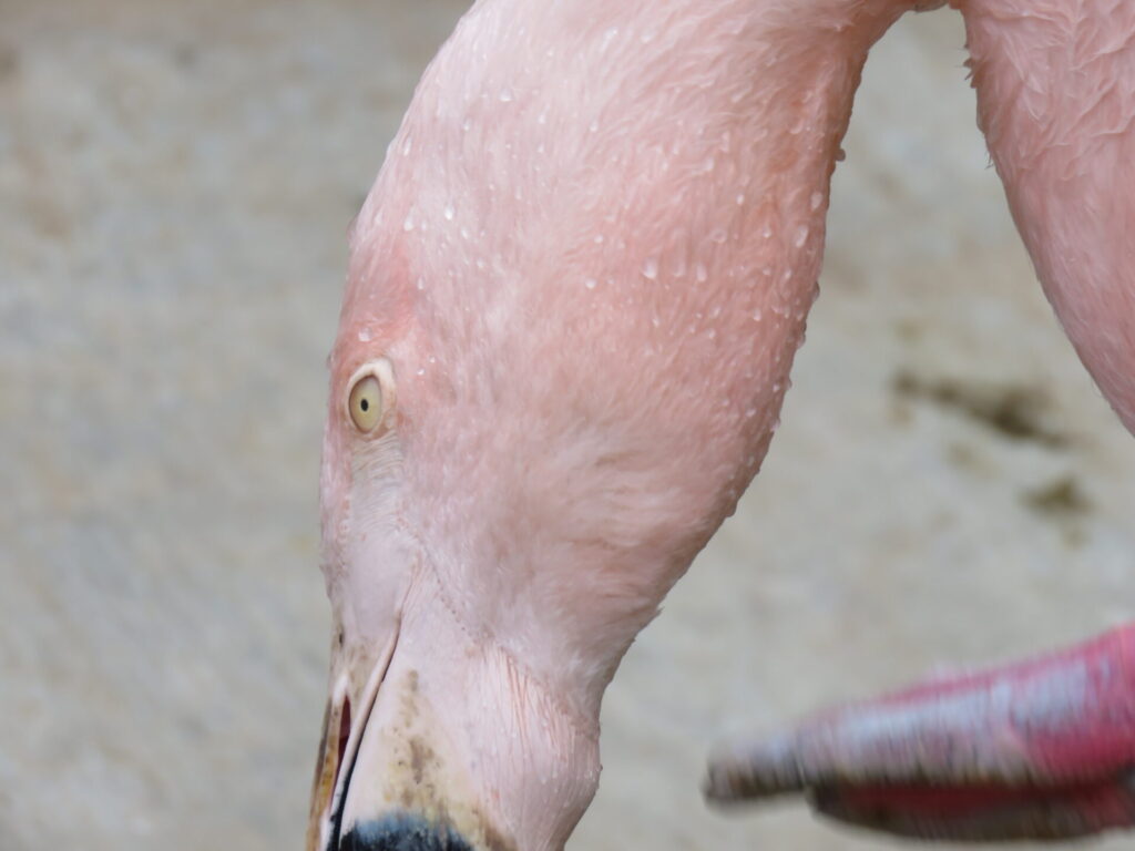 Flamenco en recinto del Zoo Nacional. Créditos: Jǒzepa Benčina.