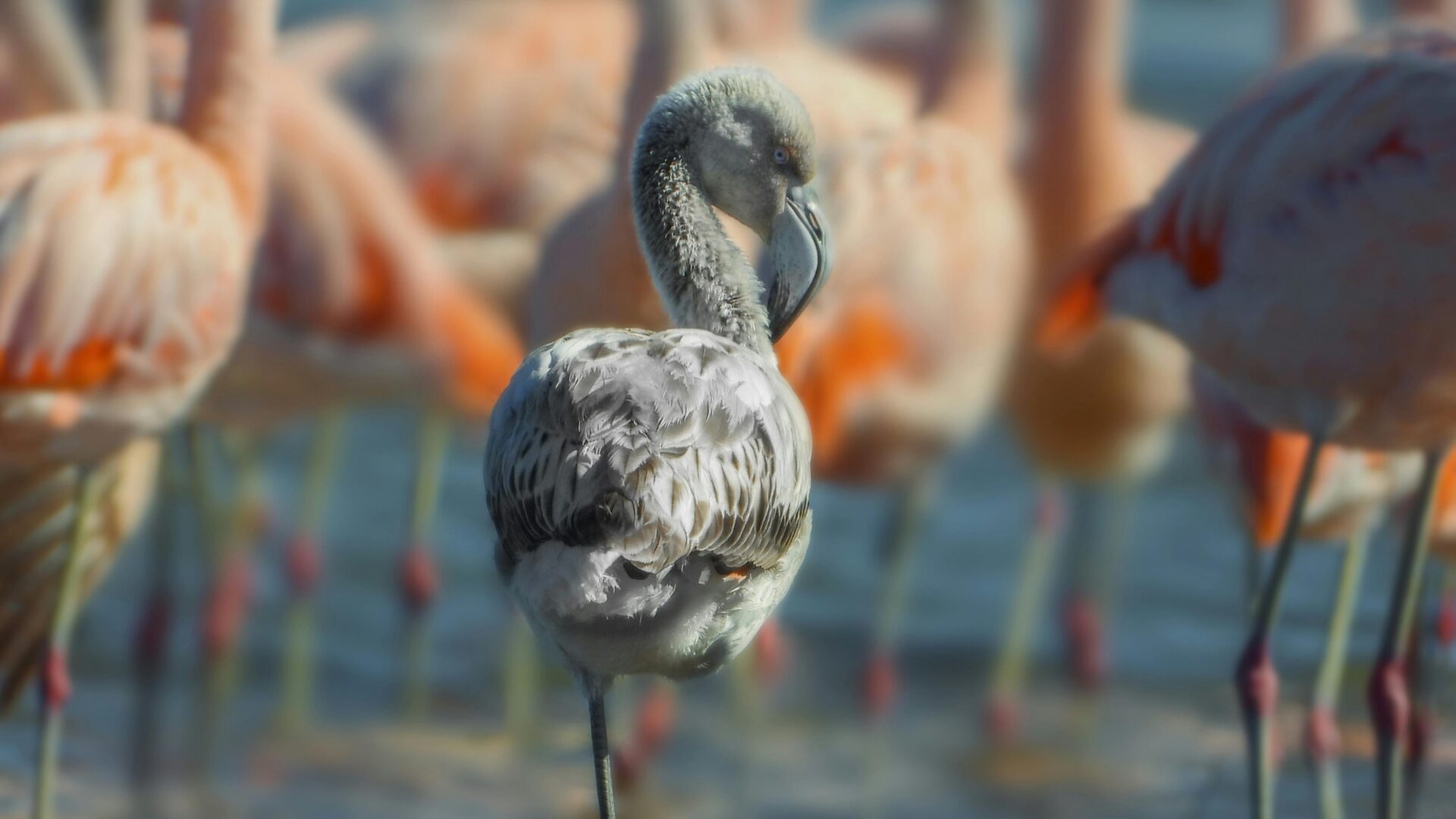 Flamencos retornan al Salar de Surire: Colonia histórica vuelve a surgir en el principal lugar de reproducción del país