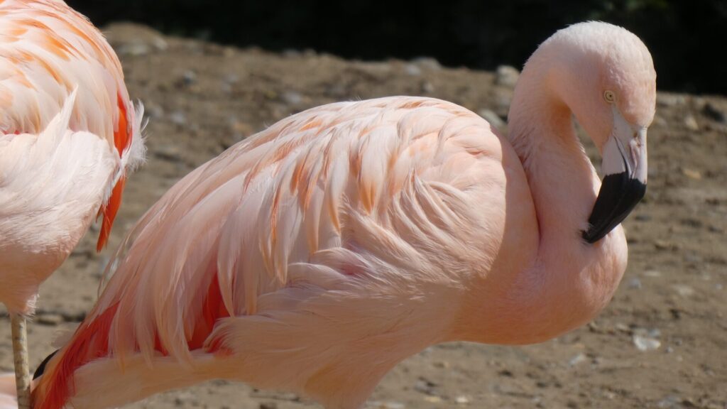 Flamenco. Créditos: Colin Eaton.